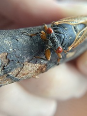 Magicicada cassinii
