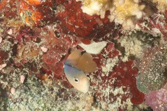 Chrysiptera caesifrons