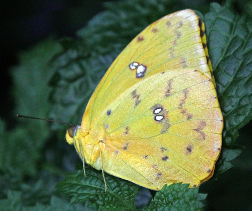 Orange-barred Sulphur