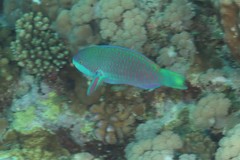 Scarus globiceps