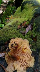 Heimiomyces velutipes