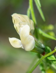 Vicia grandiflora