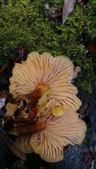 Heimiomyces velutipes