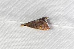 Microcausta bipunctalis