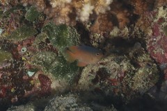 Chrysiptera caesifrons