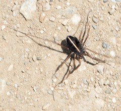 Zachaeus crista