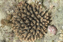 Acropora spathulata