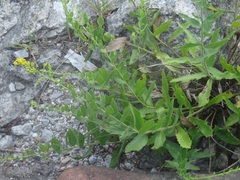 Solidago radula