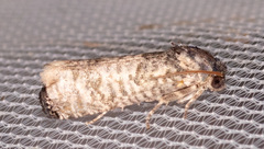 Epiblema obfuscana