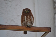 Glaucidium peruanum