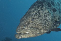 Epinephelus tukula