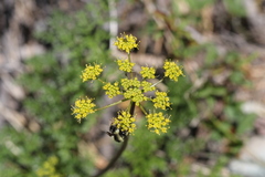 Cymopterus terebinthinus