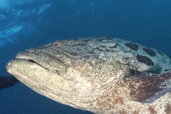 Epinephelus tukula