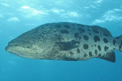 Epinephelus tukula