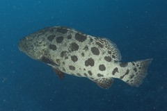 Epinephelus tukula