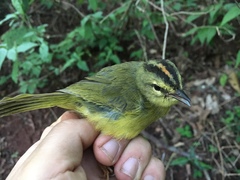 Myiothlypis bivittata