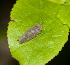 Speudotettix subfusculus