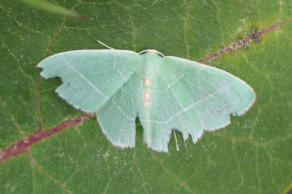 Red-fronted Emerald