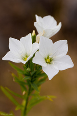 Linum monogynum monogynum