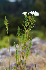 Linum monogynum monogynum
