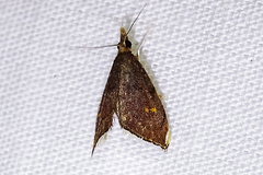 Microcausta bipunctalis
