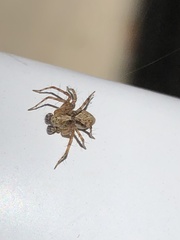 Oxyopes scalaris