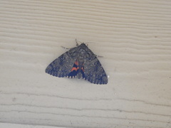 Catocala umbrosa