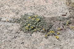 Acmispon argophyllus argophyllus