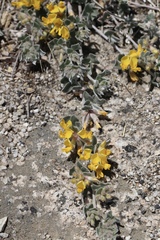 Acmispon argophyllus argophyllus