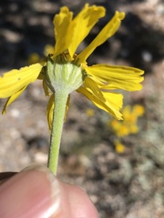 Hymenoxys cooperi
