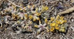 Acmispon argophyllus argophyllus