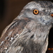 Western Tawny Frogmouth - Photo (c) Bryce Van der Heide, some rights reserved (CC BY-NC), uploaded by Bryce Van der Heide