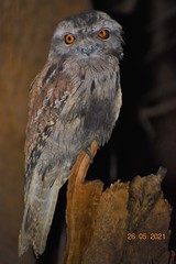 Podargus strigoides brachypterus