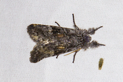 Meleneta antennata
