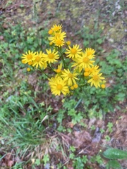 Packera dubia