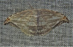 Morphomima fulvitacta