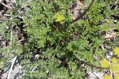 Cymopterus terebinthinus