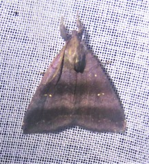 Ophisma