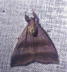 Ophisma