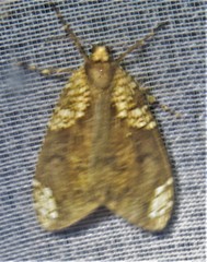 Ochrodota