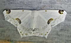 Sericoptera mahometaria