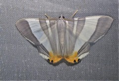 Opisthoxia miletia