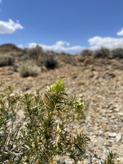 Hecastocleis shockleyi