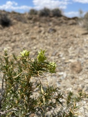 Hecastocleis shockleyi