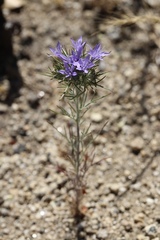 Eriastrum pluriflorum