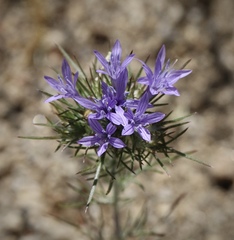 Eriastrum pluriflorum
