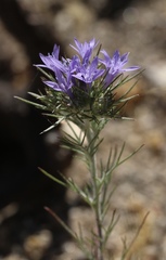 Eriastrum pluriflorum