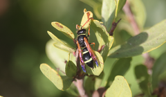 Hypodynerus coarctatus