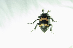 Nicrophorus mexicanus