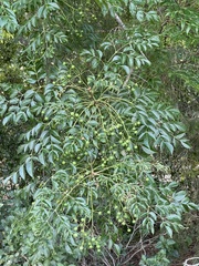 Sapindus saponaria
